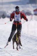 Lenk 2013